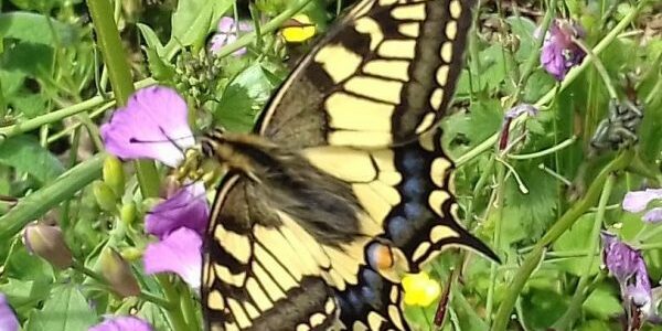 sokido-connaisance-de-soi-atelier-papillon-2